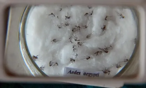 Brasil é país com mais casos de dengue no mundo, alerta OMS