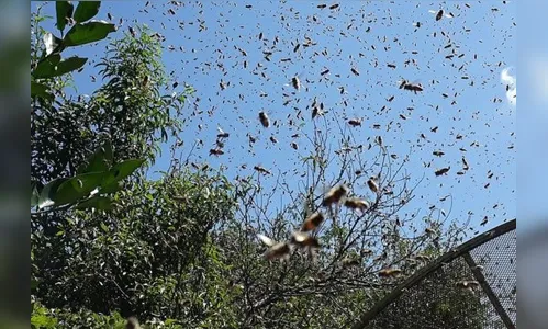 Adolescente de 14 anos fica ferida em ataque de abelhas no Paraná