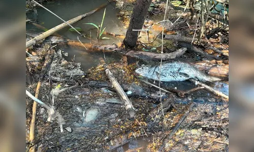 Peixes mortos no Rio Bom intrigam moradores da região; assista