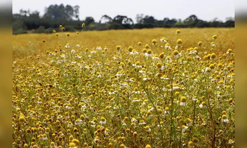 Camomila de Mandirituba recebe selo de Indicação Geográfica