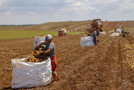 Produção e processo da batata