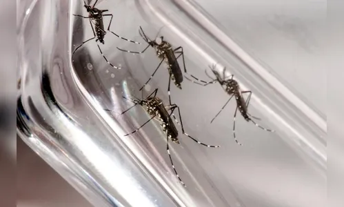 Mudanças climáticas podem agravar quadro de doenças como dengue e zika
