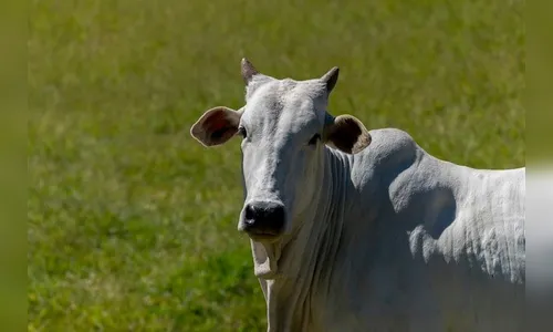Ladrões furtam 5 cabeças de gado de propriedade rural em Califórnia