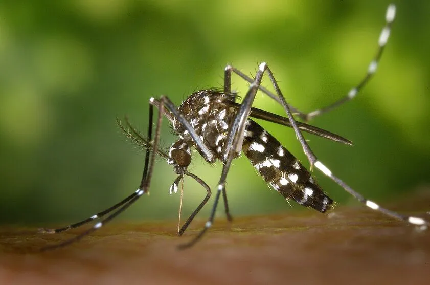 Ação de combate à dengue