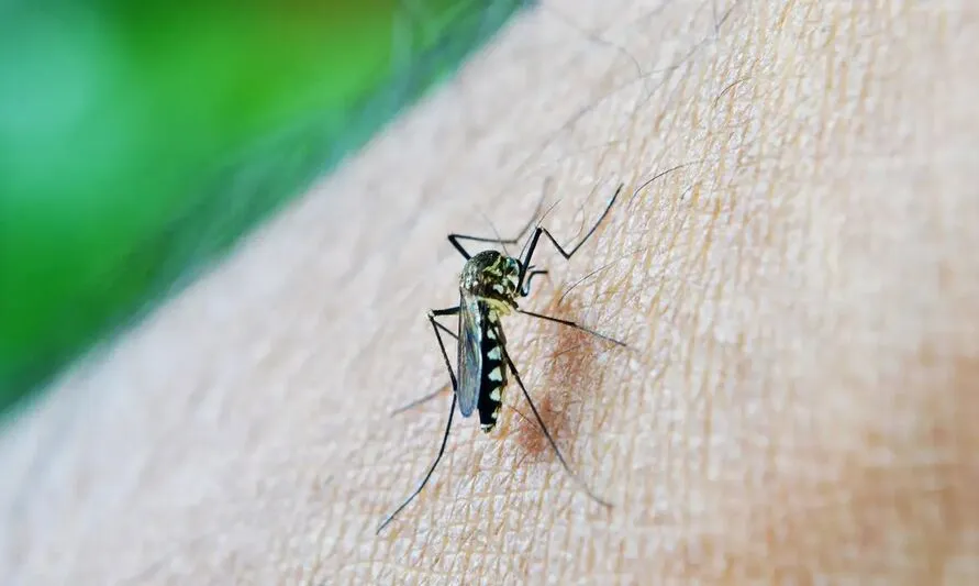 Foram contabilizados ainda 75 óbitos pela doença