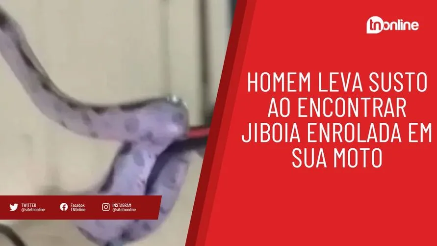 Homem leva susto ao encontrar jiboia enrolada em sua moto