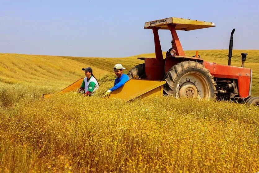 No âmbito da agropecuária, houve aumento de 36% na produção de cereais