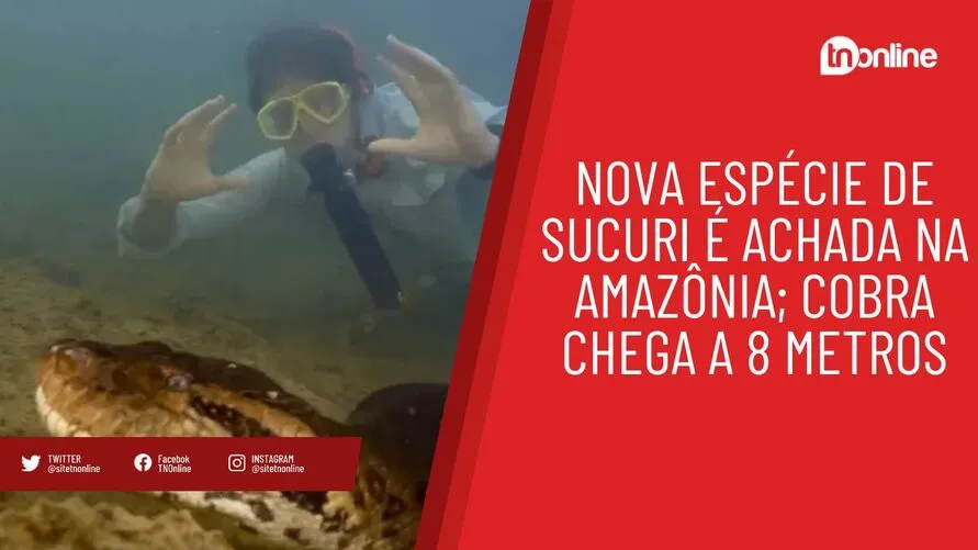 Nova espécie de sucuri é achada na Amazônia; cobra chega a 8 metros