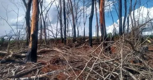 O incêndio criminoso foi na  região de Santa Luzia da Alvorada