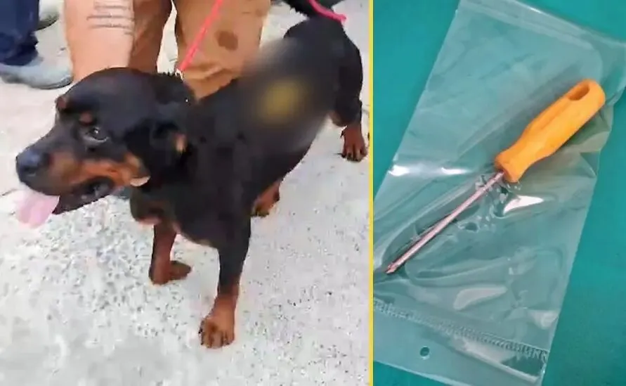 O rottweiler foi ferido em Fazenda Rio Grande