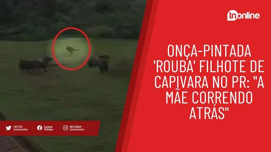 Onça-pintada 'rouba' filhote de capivara no PR: "A mãe correndo atrás"