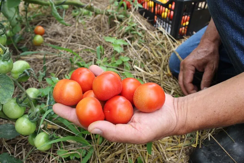 Para denunciar casos de produtos identificados como orgânicos, mas que não são certificados, procure o Procon Paraná.