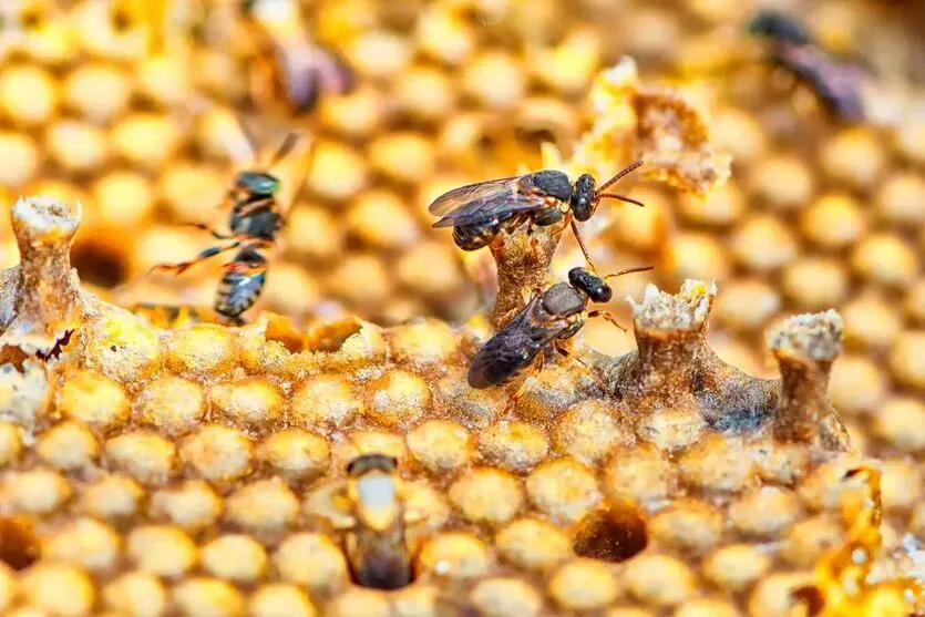meliponicultura consiste na criação de abelhas sem ferrão