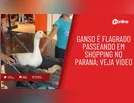Ganso é flagrado passeando em shopping no Paraná