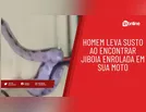 Homem leva susto ao encontrar jiboia enrolada em sua moto