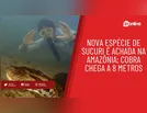 Nova espécie de sucuri é achada na Amazônia; cobra chega a 8 metros