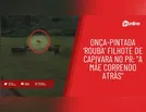 Onça-pintada 'rouba' filhote de capivara no PR: "A mãe correndo atrás"