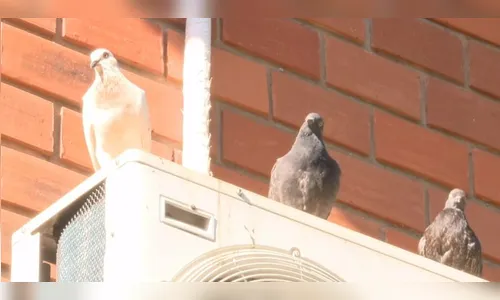 Pombos invadem bloco da UEM e Justiça fecha espaço por risco à saúde