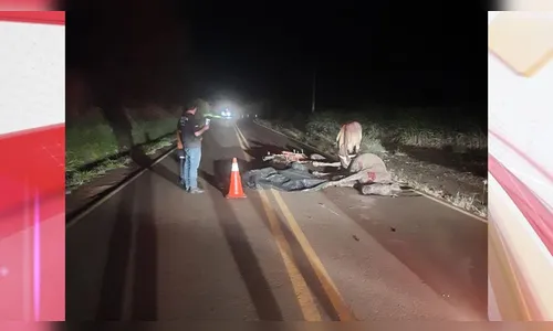 Jovem de 17 anos morre após bater moto em cavalo no Paraná