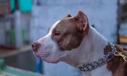 Cachorro atacou homem durante a tarde desta quinta-feira