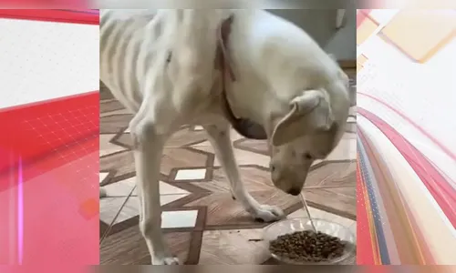 Cão em situação de maus-tratos é resgatado de pet shop no Paraná