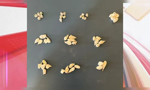 Jovem de 17 anos é apreendido com 33 porções de cocaína e 15 de crack