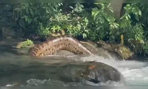 Sucuri gigante desliza por rio no Pantanal e chama atenção; veja vídeo