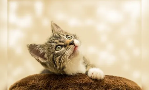 No Dia Mundial dos Gatos, veja sete curiosidades sobre esses bichanos