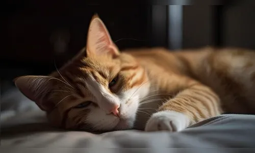 Homem atropela e mata gato de ex-esposa por conta de desentendimento