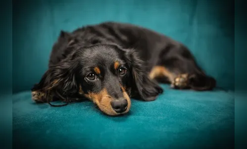 Mulher é atropelada pela ex-namorada após entregar cachorro no PR