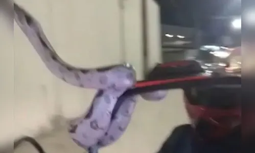 Homem leva susto ao encontrar jiboia enrolada em sua moto; assista