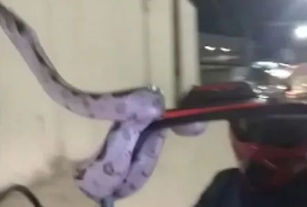 Motociclista foi surpreendido por uma cobra