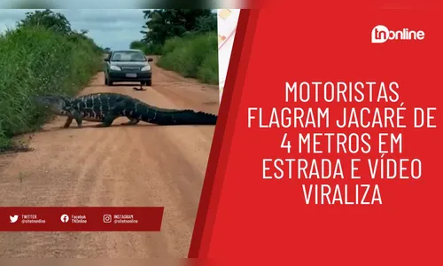 Motoristas flagram jacaré de 4 metros em estrada e vídeo viraliza