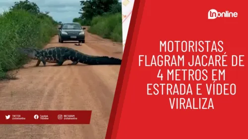 Motoristas flagram jacaré de 4 metros em estrada e vídeo viraliza