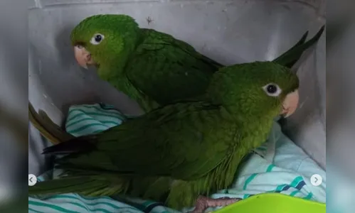 GM de Arapongas resgata aves silvestres machucadas; veja vídeo