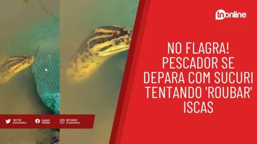 No flagra! Pescador se depara com sucuri tentando 'roubar' iscas