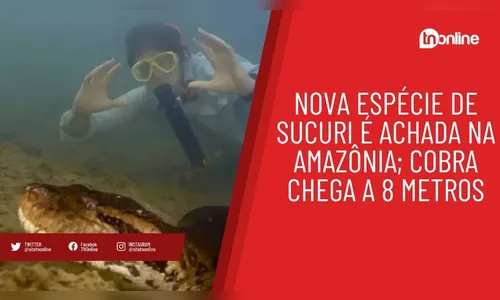 Nova espécie de sucuri é achada na Amazônia; cobra chega a 8 metros