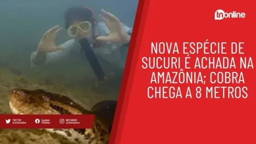 Nova espécie de sucuri é achada na Amazônia; cobra chega a 8 metros