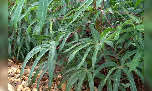 IDR-PR apresenta melhoramento genético da mandioca de mesa