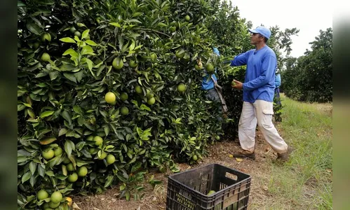 Agências do Trabalhador do Paraná têm 18,9 mil vagas; confira