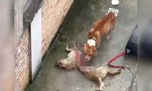 Cães abandonados se alimentam de cachorro morto para sobreviverem
