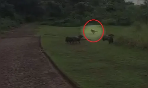 Onça-pintada 'rouba' filhote de capivara no PR: 