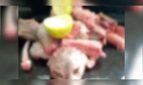 Acusado de matar gato para comer confessa crime, é ouvido e liberado