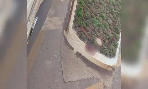 Cabeça humana é encontrada em canteiro de rotatória