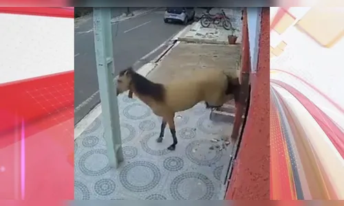 Cavalo quebra vidro de consultório a coices e deixa prejuízo