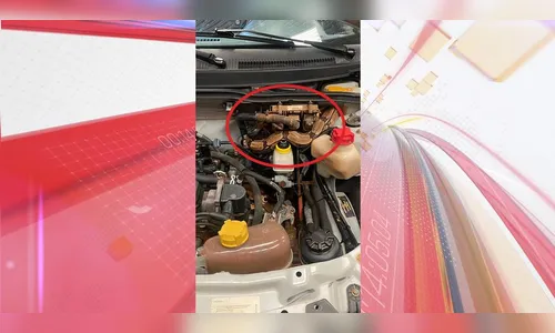 Mecânico acha jiboia em motor de carro após dona relatar problemas
