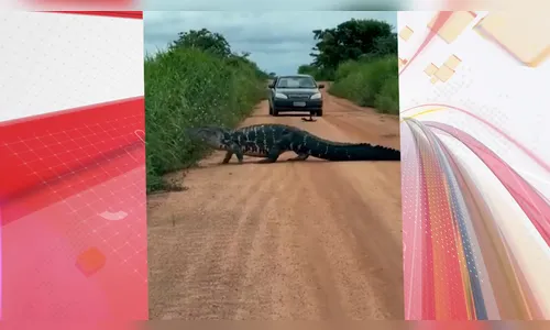 Motoristas flagram jacaré de 4 metros em estrada e vídeo viraliza