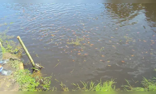 Cerca de 500 quilos de peixes são furtados de represa em Lidianópolis