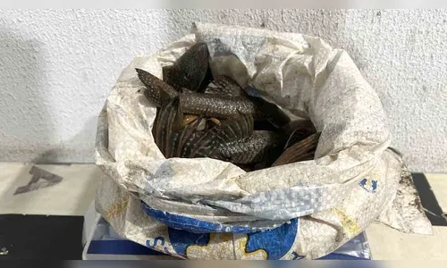 Piracema: Homem é flagrado com peixes nativos e tarrafa no Rio Ivaí