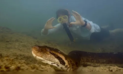 Nova espécie de sucuri é achada na Amazônia; cobra chega a 8 metros
